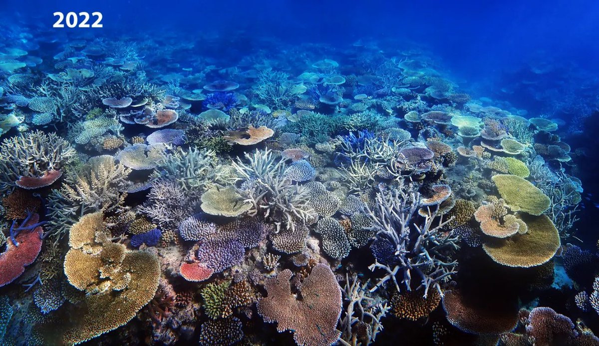 coralseafound's tweet photo. The phenomenal natural recovery potential of the #greatbarrierreef
Jiigurru, Lizard Island. 2016 to 2022.
https://t.co/9DapDX36Tr
#coralseafoundation #reefalive #coralreef #marinescience https://t.co/0VLiaxOnfg