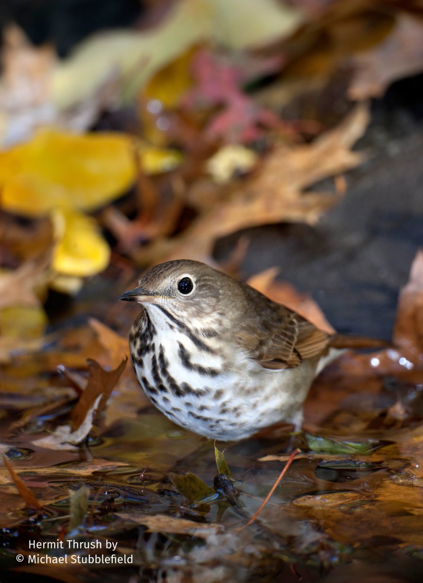 True to its name, the reclusive Hermit Thrush typically keeps a low profile in dense forest undergrowth. But this widespread species is migratory and must pass through urban areas to get to its nonbreeding grounds. Window collisions are all too frequent.  
abcbirds.org/blog/frequent-…