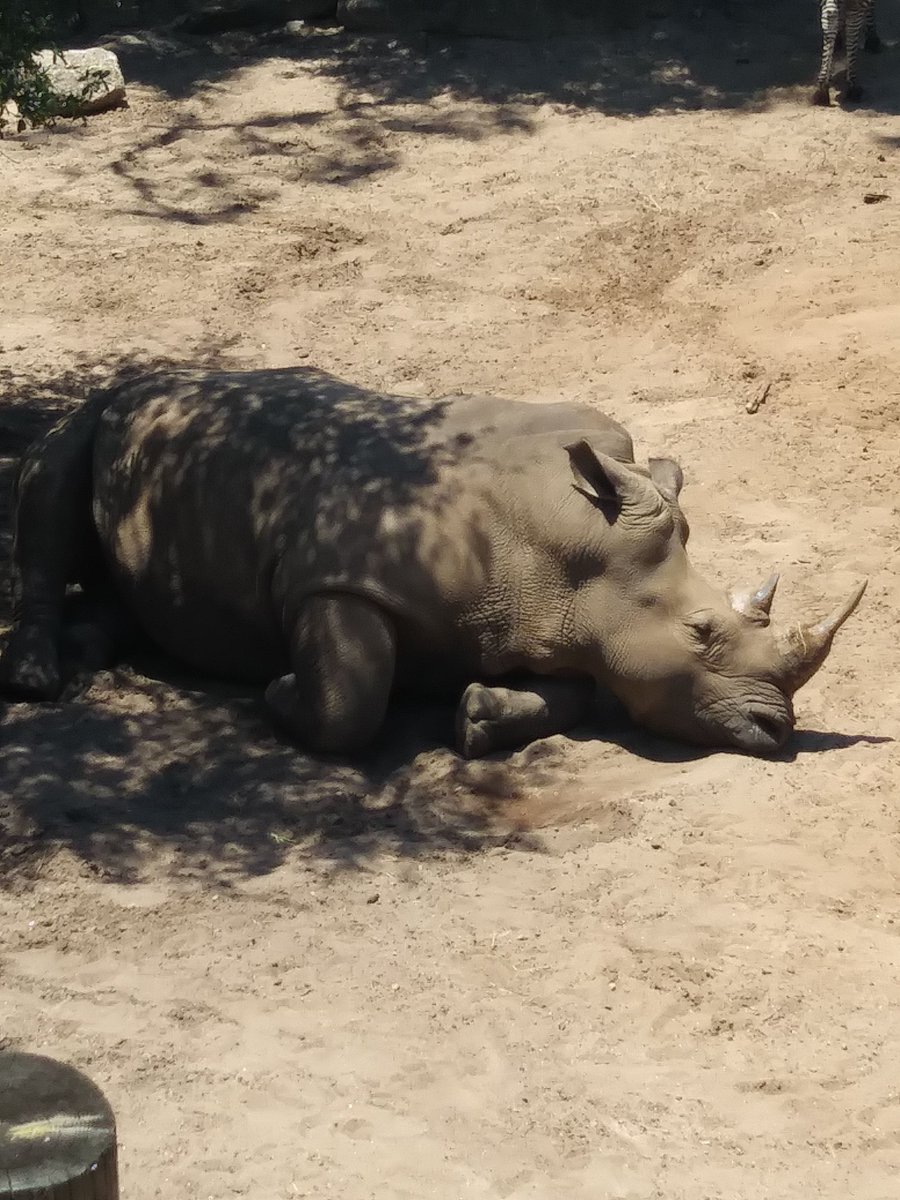 omegafreelancer's tweet photo. So after doing some research for some upcoming vids,.I think I've decided my favorite extant animals are rhinos.
#RhinoWeek https://t.co/mN0Y44oAjp