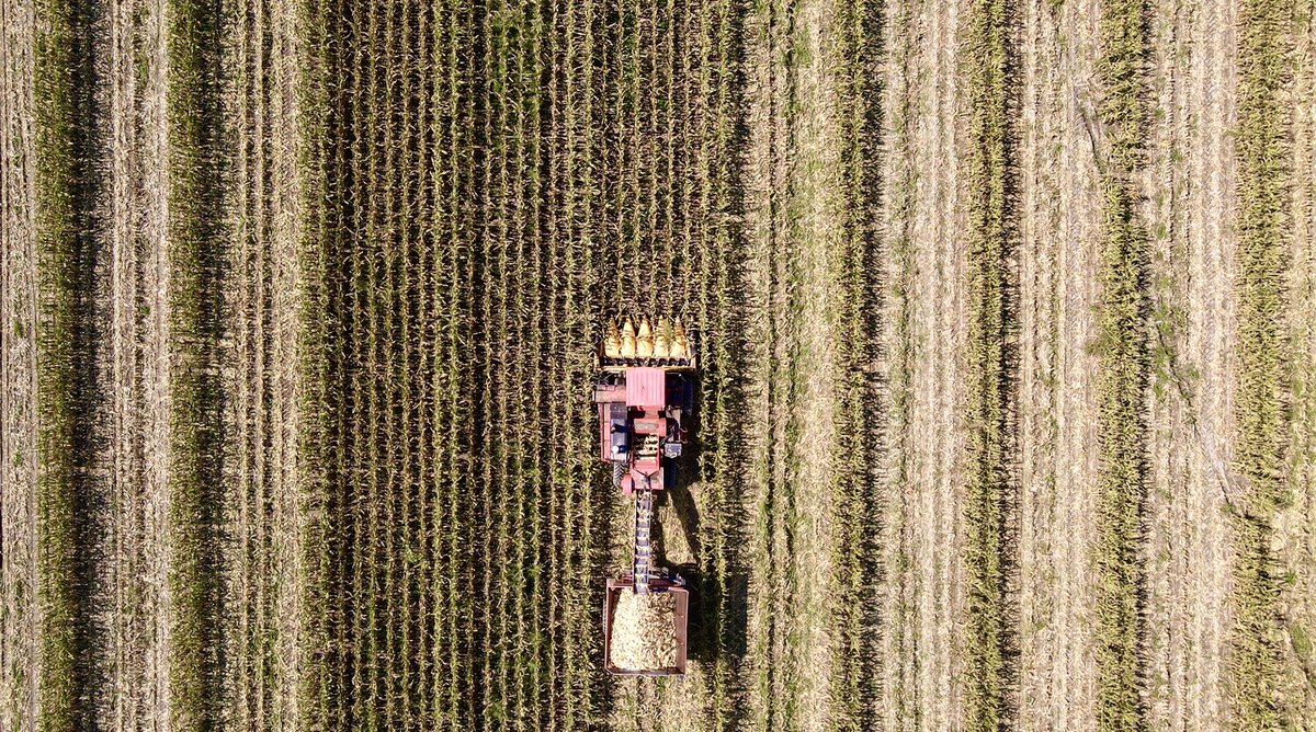 reganheine's tweet photo. Seed Corn Harvest in full swing! 🌽🌽 https://t.co/2F7P1mgkLw