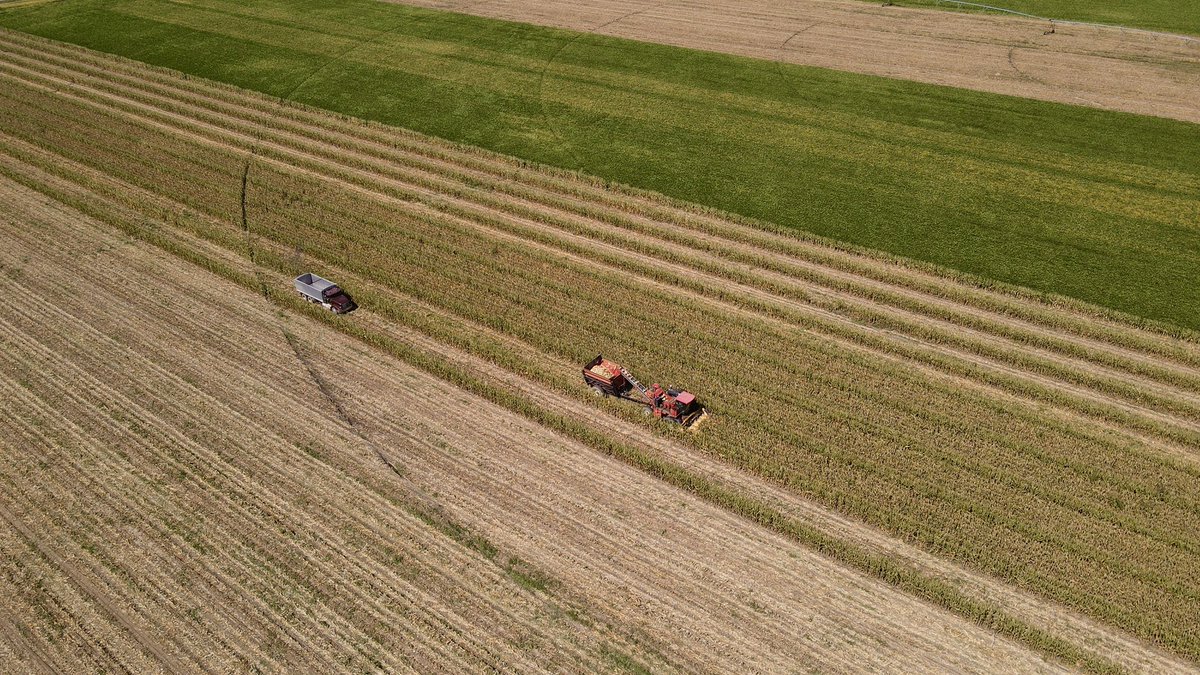 Seed Corn Harvest in full swing! 🌽🌽