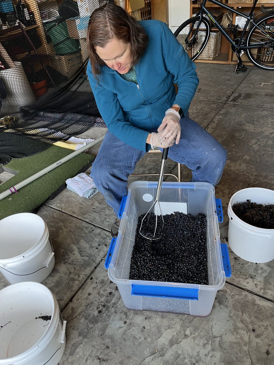First Cabernet harvest in our hobby vineyard…small experiment this year.  Hope it turns out ok! #wine_making #napa