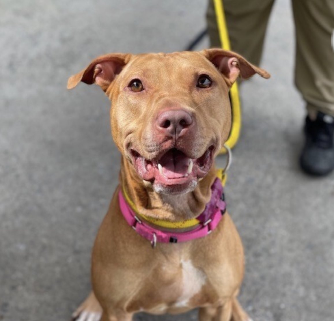 TomJumboGrumbo's tweet photo. RAIDER #153047 NEEDS URGENT HELP. His family dumped him to die in NYCACC Tuesday bc his behavior has ‘changed’ in the LAST MONTH. No investigation as to why and days later he dies. HUMAN FAILURE, 5 years old and a target to die. Please pledge, RT RAIDER!

https://t.co/28bZIOL0GQ https://t.co/gxODRgxuoE