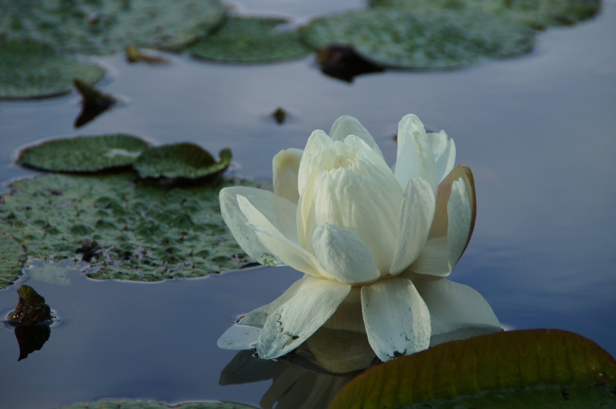 夢の島熱帯植物館 公式 Yumenetsu Twitter