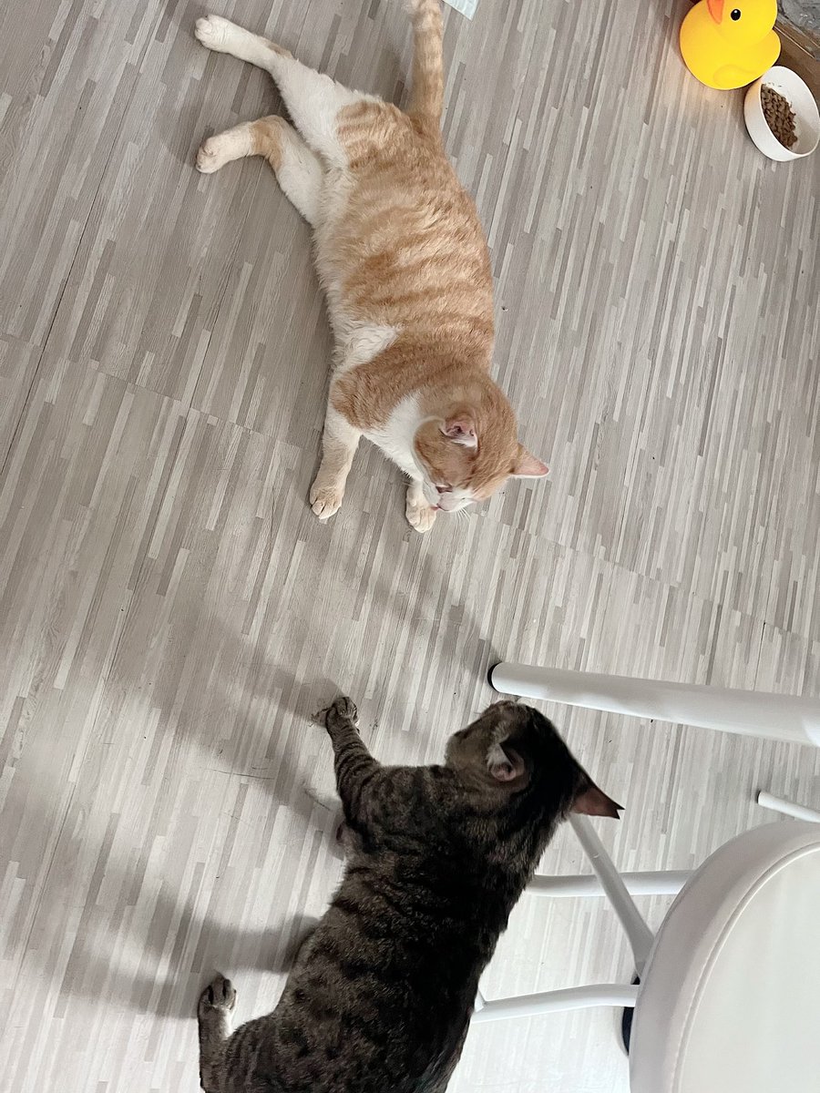 mutico_muu's tweet photo. 猫様🐈は遊びでハイになり
じゃれ合いしてるけど
おばぁ犬のチョコは
飛び火がくるのでは
ガクブルで避難🐶💦

#老犬
#愛犬 
#猫のいる暮らし 
#犬のいる暮らし
#愛猫 
#猫のいる幸せ 
#犬のいる幸せ https://t.co/14CtfNJ4Xr