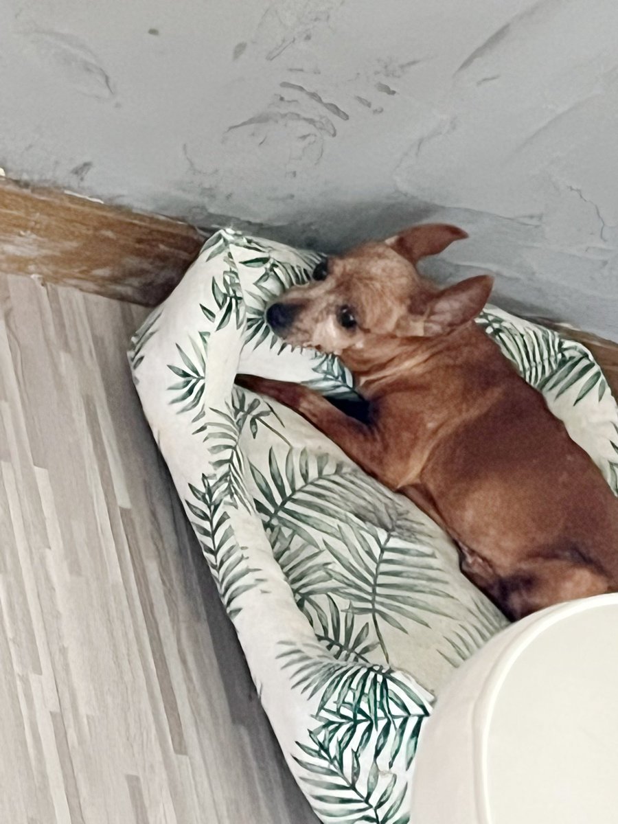 mutico_muu's tweet photo. 猫様🐈は遊びでハイになり
じゃれ合いしてるけど
おばぁ犬のチョコは
飛び火がくるのでは
ガクブルで避難🐶💦

#老犬
#愛犬 
#猫のいる暮らし 
#犬のいる暮らし
#愛猫 
#猫のいる幸せ 
#犬のいる幸せ https://t.co/14CtfNJ4Xr