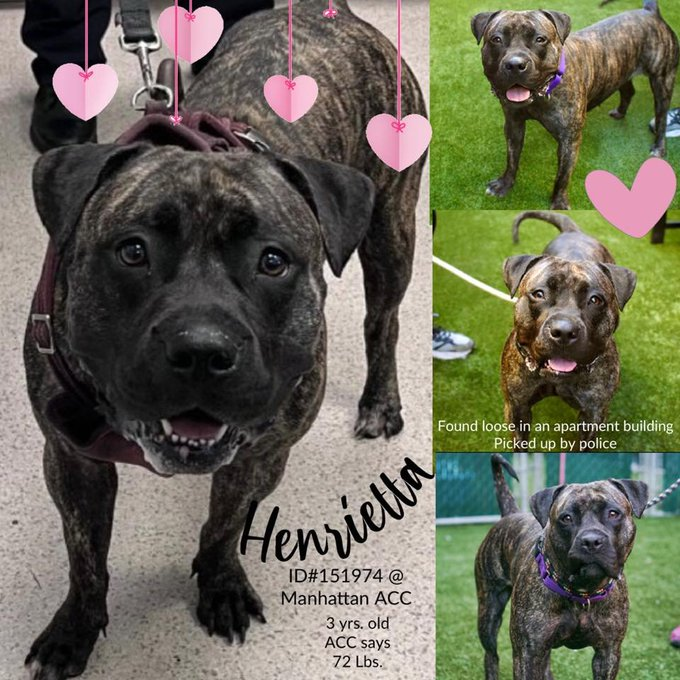 Not the Same (@notthesameone2) on Twitter photo <a href="/TomJumboGrumbo/">Keith Olbermann's Dogs</a> 🐾3-y/o Henrietta found in apt bdg, taken to shelter by police. Available to foster or adopt. Affectionate & social w/ those she knows. Friendly, wags when greeting shelter dogs. Panics & flattens to ground when returned to kennel. Needs an offer by *9/20* facebook.com/mldsavingnycdo… <a href="/TomJumboGrumbo/">Keith Olbermann's Dogs</a> 🐾3-y/o Henrietta found in apt bdg, taken to shelter by police. Available to foster or adopt. Affectionate & social w/ those she knows. Friendly, wags when greeting shelter dogs. Panics & flattens to ground when returned to kennel. Needs an offer by *9/20* facebook.com/mldsavingnycdo…