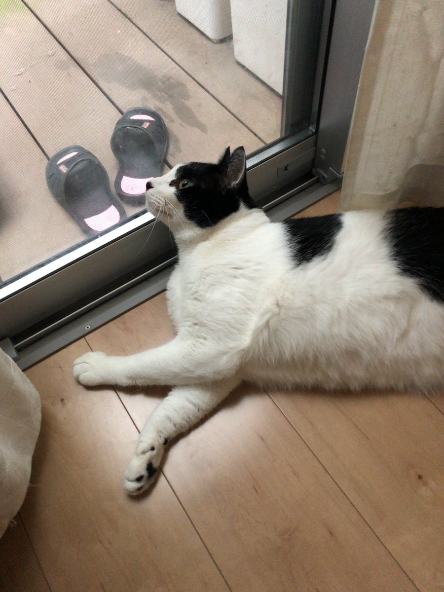 本日は自宅警備ですっ(￣^￣)ゞ