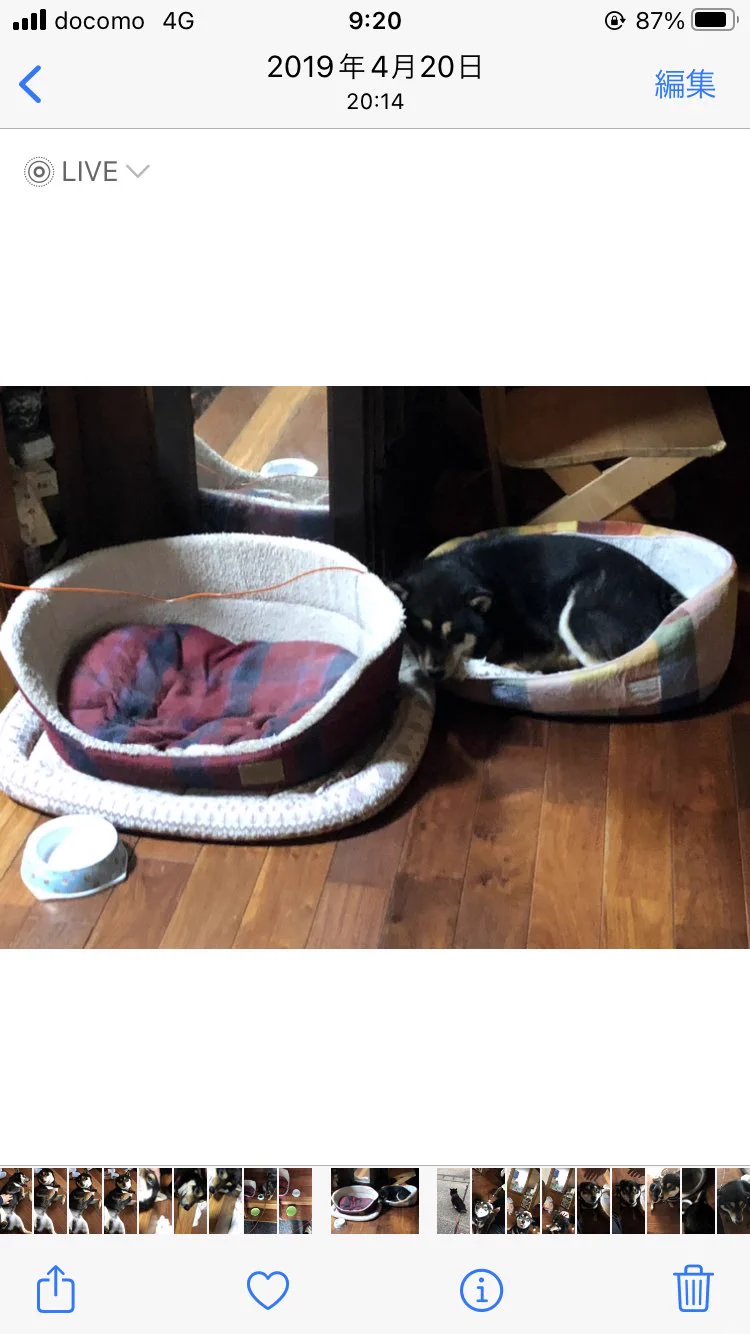 @K5dbZRmjNe77i5r こだわりが強いのは納得です。体が大きくなったので新しいソファ用意したら、一時前のを、使ってました。 