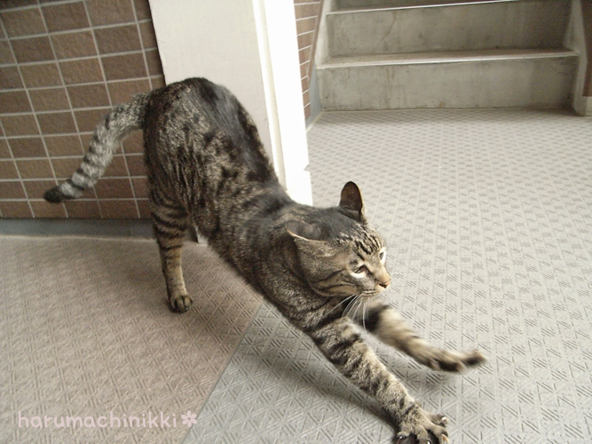 ブログ更新。昨日の4コマにプーさん画像を4点加えてアップしました。bit.ly/3SaOlNp
#猫漫画 #うちの老猫の言うことにゃ