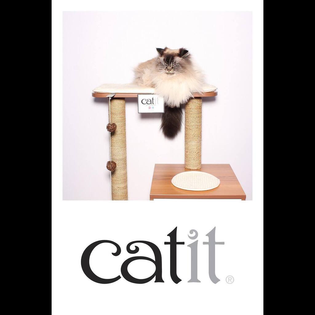 SnapshotPB's tweet photo. Our booth is Merlin Approved! 
•
•
•
#catitude #ragdollcat #divainthebooth https://t.co/XiKvQzYhjk https://t.co/fO4h3gnCdD