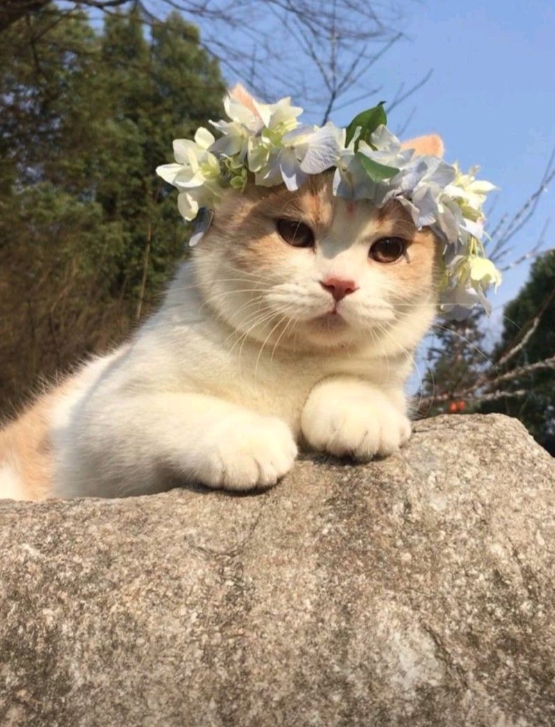 คิมหมิว ✿ tweet media