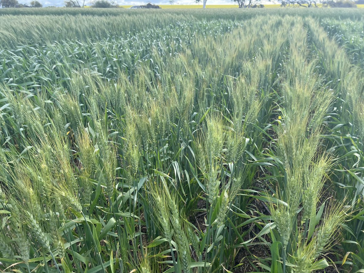 🌾🌾 LongReach @BreedersPlant wheat varieties Avenger and Havoc performing well at the Corrigin WA NVT Trial site. Wheat Technical Specialist Matu Peipi particularly impressed with the performance of the NEW Anvil CL Plus variety in the WA conditions 🌾🌾