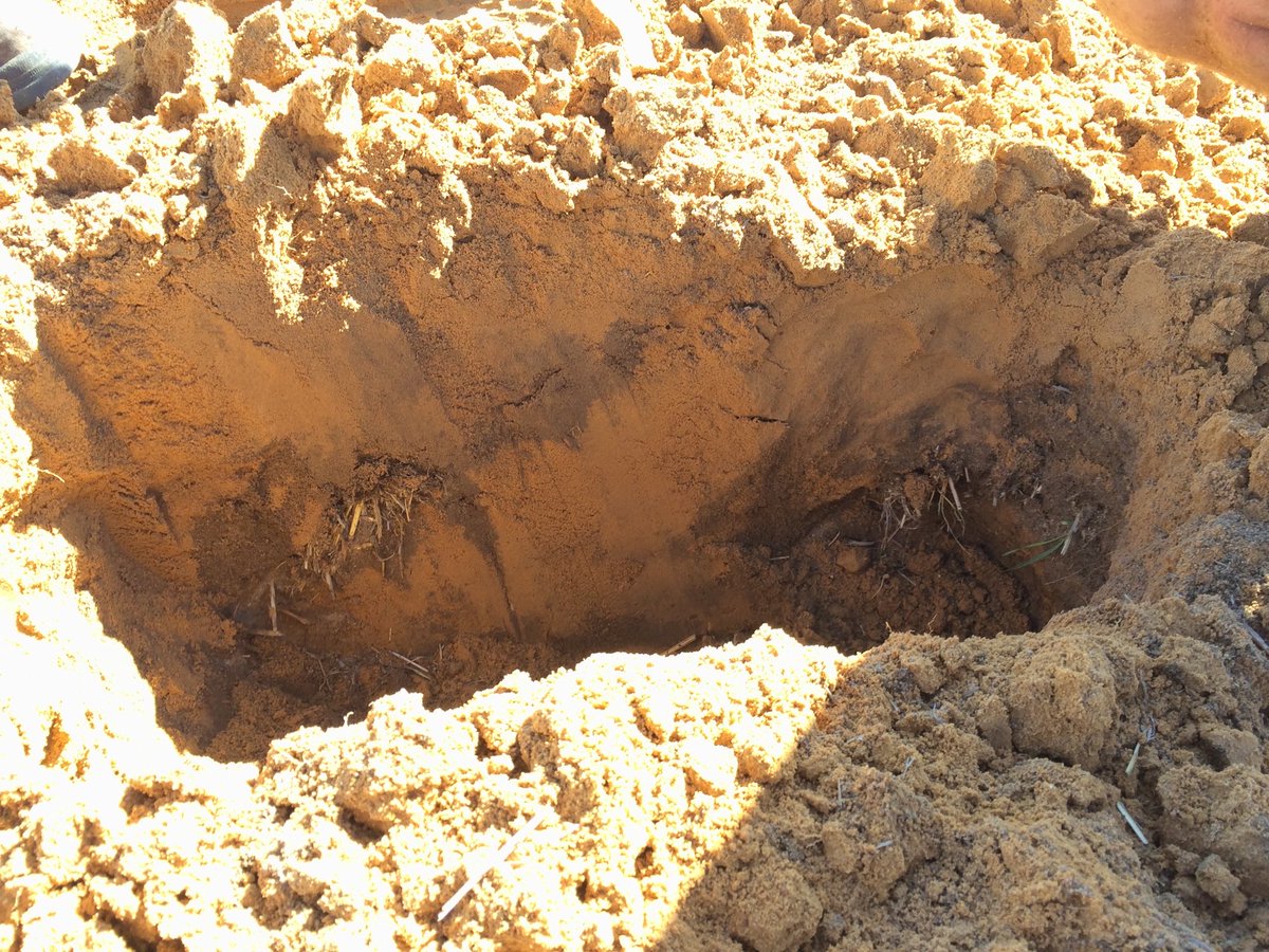 iMc Fels 📲🌾 tweet media