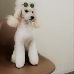 ツイートに含まれる画像