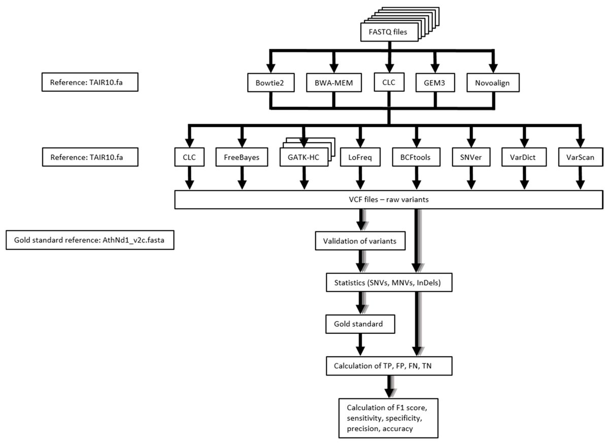 Are you still using short reads? Our comparison of read mapping and variant calling tools showed that there are many solid strategies. A combination of BWA MEM and GATK worked well across multiple data sets: mdpi.com/2223-7747/9/4/…