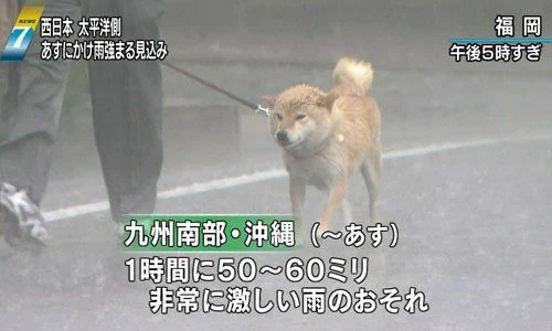 @yosimofurou ヤバっ・・・しまわないと（笑）
庭の小さな犬小屋に居る・・・
絵みたいに飛んでるかも🥶
可哀想だから早めにいれよ😆 