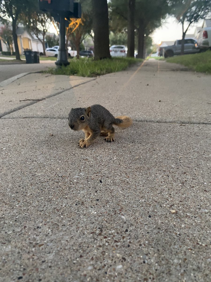 FejLessur's tweet image. Baby squirrels might be my new favorite animal.