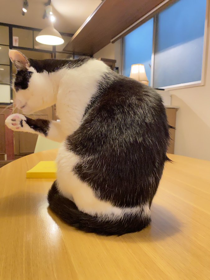 猫カフェきゃらふ 浅草駅から徒歩1分の猫がいるカフェ 東京浅草の猫がいるカフェ