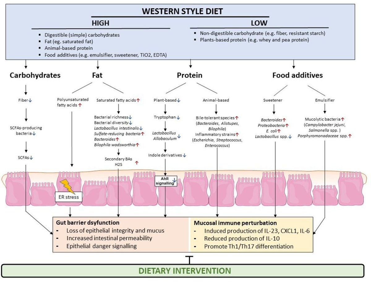 Nice review on what we know about #diet and inflammatory bowel disease. 🔥 

#MedTwitter #GITwitter #IBD #nutrition #microbiome 

gut.bmj.com/content/early/…