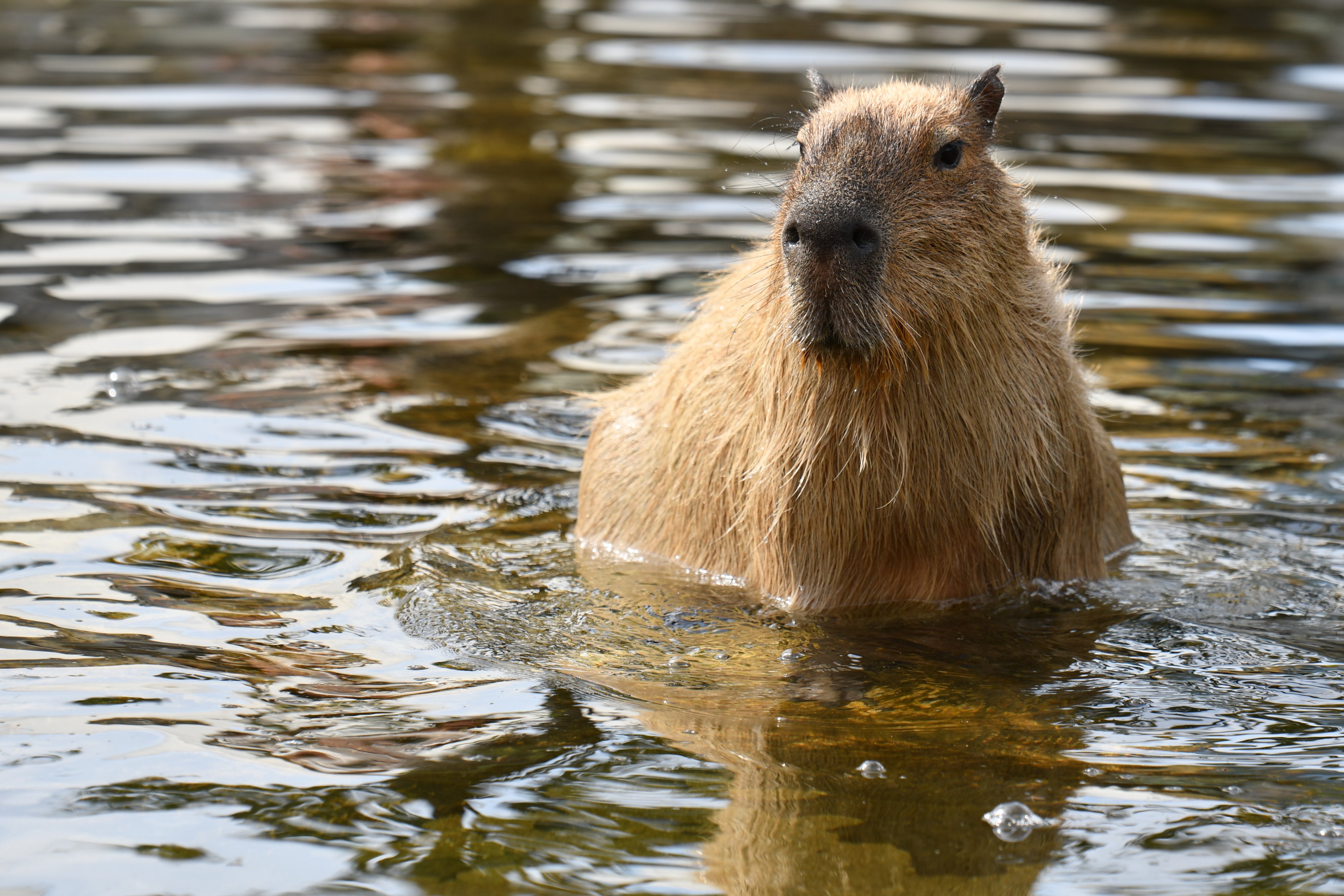 Capybaras Twitter Search Twitter