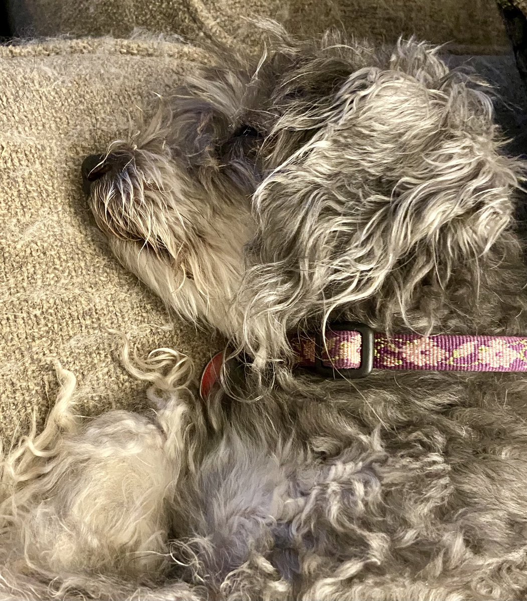 CatheyEck's tweet photo. @AdamParkhomenko Izzy turns 16 on the 27th.  She loves a good couch nap. 😍 https://t.co/L1qzgLo6oj