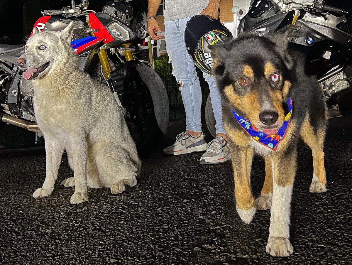 SoyDVX's tweet photo. Dando una vuelta con las fieras 🏍🔛🐺
#sekedo #dvx #motorcycle #dogs #petlovers #bike #medellín 🔥🐆 #LaCooltura #EsoSeSabe https://t.co/PhXJ8RENyi