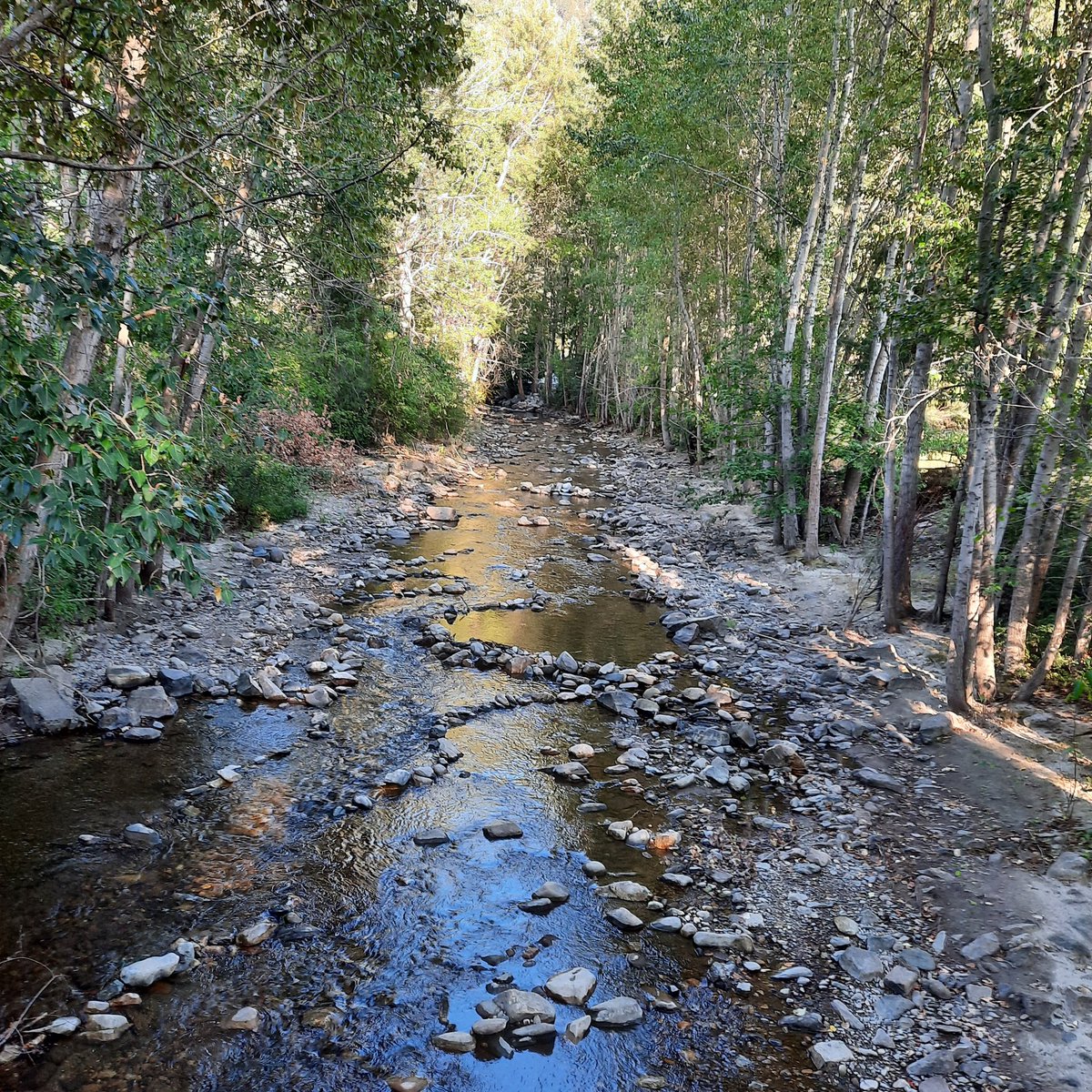 Pretty afternoon fall walk. Leaves will be turning soon.🍁🍂