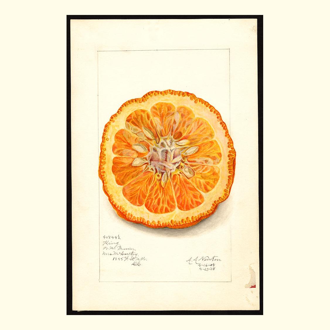 pomological's tweet photo. king tangors, painted by amanda almira newton, 1908 https://t.co/AswmxLJwHk