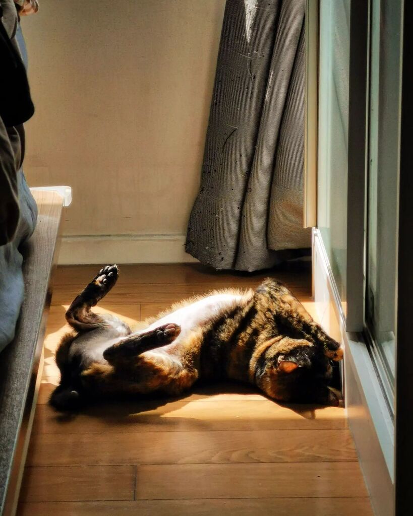 #caturday sun bath 

#cat #catphoto #cats #猫 #ねこ #고양이 #แมว
#mollytortie #tortiecat #tortoiseshellcat #catsoninstagram #tortiesofinstagram instagr.am/p/Cil8ehMJkqy/