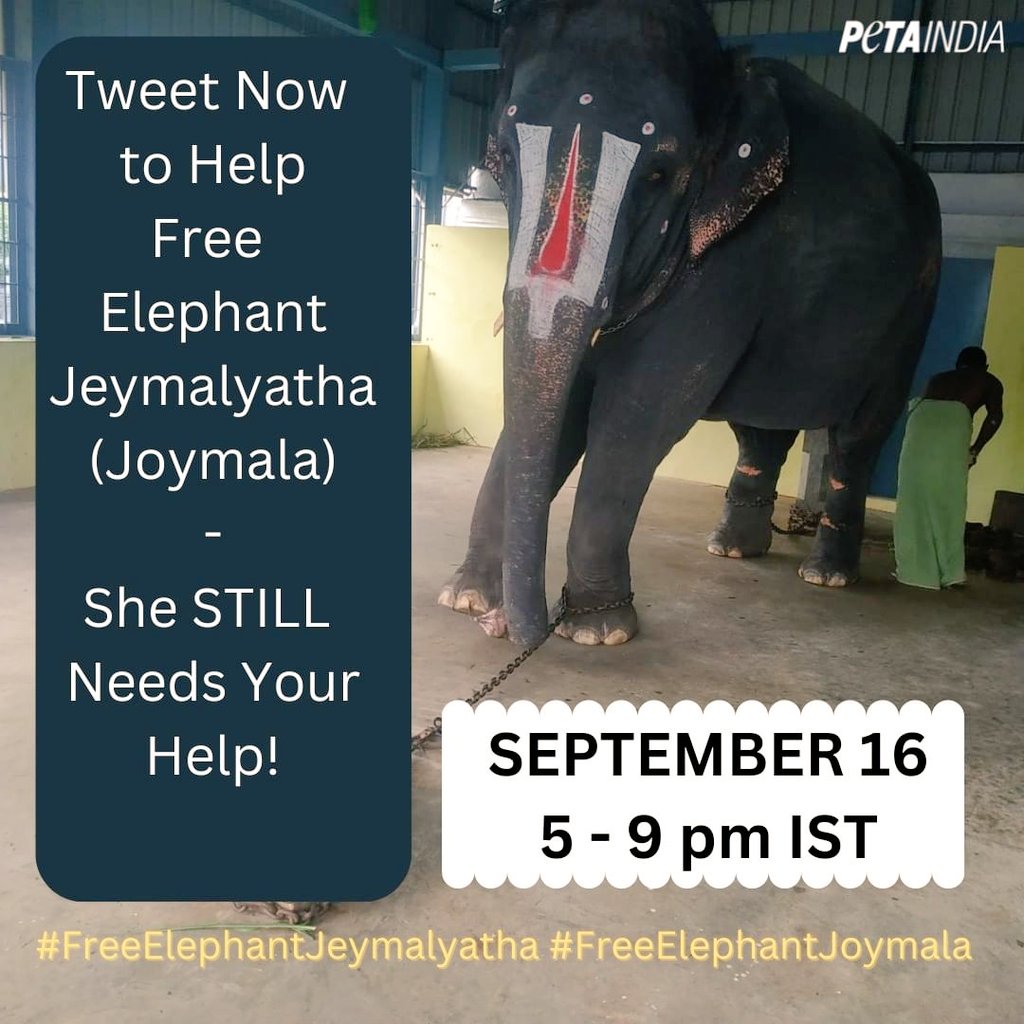 #FreeElephantJoymala 
#FreeElephantJeymalyatha 
#AnimalLovers 
#elephant 

ಆನೆಯ ಮನದ ಮಾತು - ಮೂಕನೆಂದು ಬಿಗಿದು ಬಡಿಯುತ್ತಿರುವೆ... ಕಟ್ಟು ಬಿಚ್ಚಿ ನೋಡು ಮೂಕ ಮುಗ್ದ ನ ಶೌರ್ಯವ ... ತೋರಿಸುವೆ ನಿನಗೆ ನರ್ಕವ🙂....