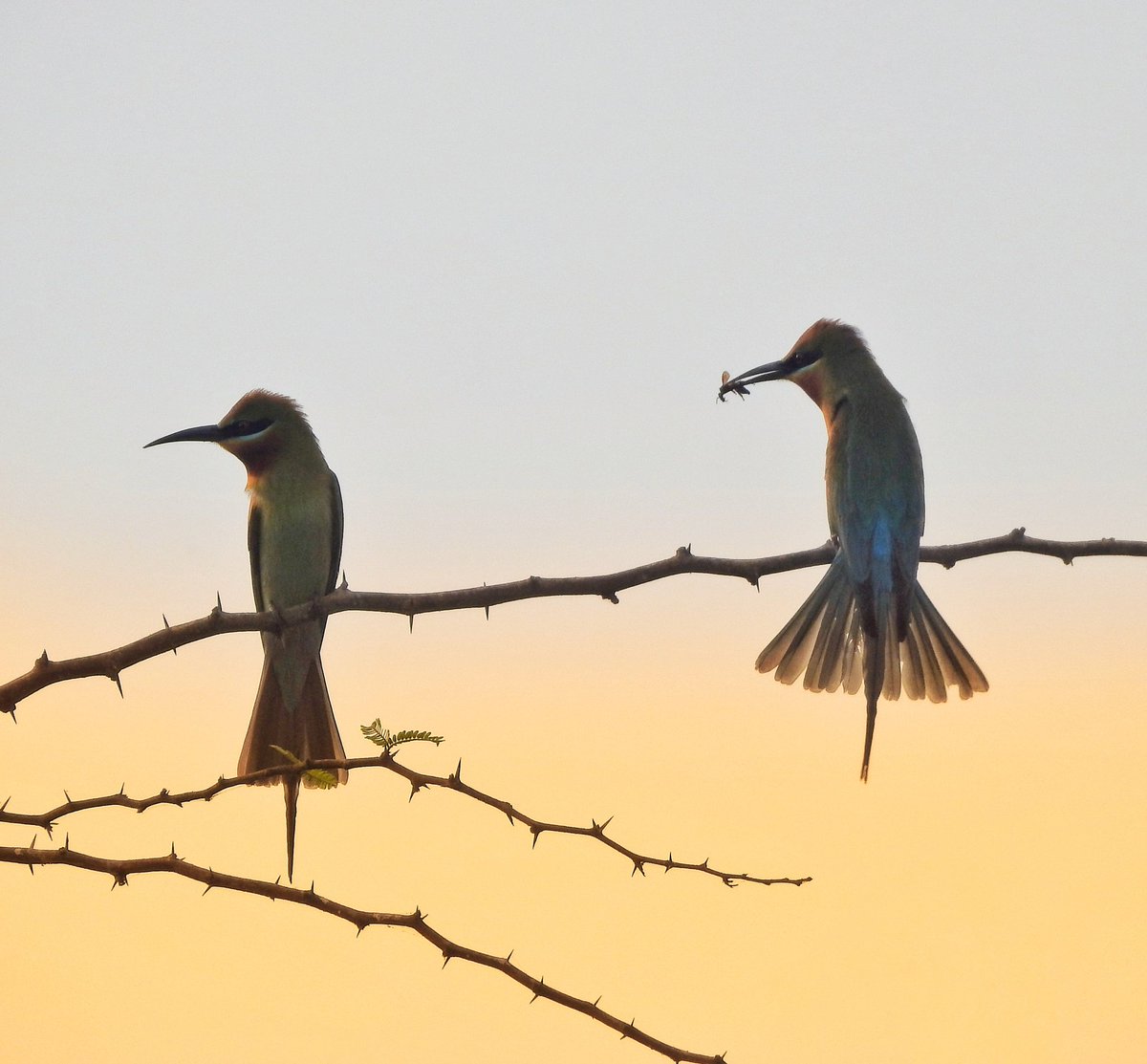 Sick of people's trivial reasons for picking the most livable city? Let's start judging cities by how they treat migrants. It includes displaced humans hoping for a better life and migratory #birds like blue-tailed bee-eaters looking for a warmer winter.

#BirdsOfChennai #Chennai
