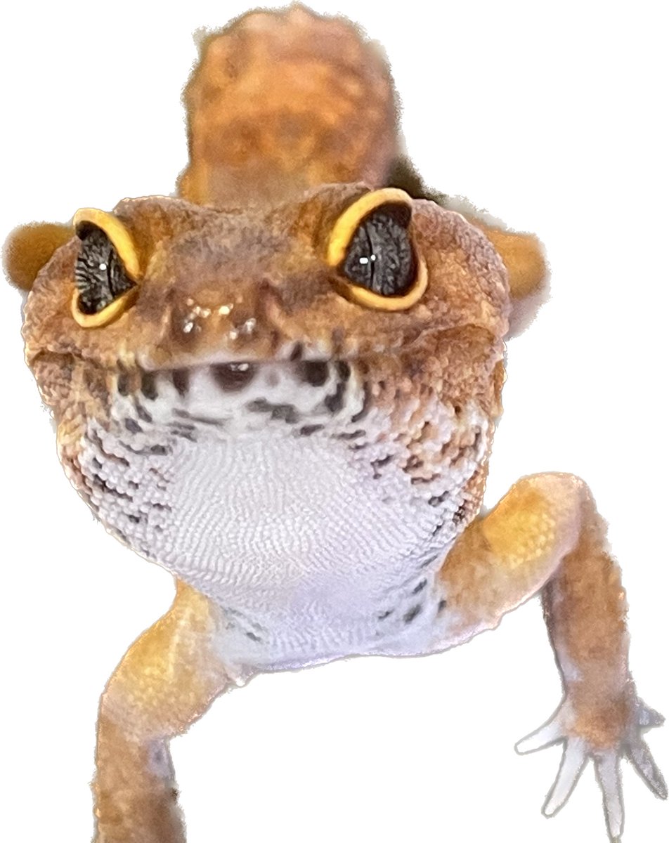 レオパ愛好家 レオパ | REPBUDDY