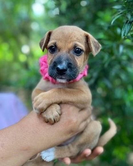 EmbarkLK's tweet photo. Happy Saturday!!🌞🌞Don’t forget to stop by the Embark HQ from 10am - 12 noon today to take home your new bestie! ❤️🐈🐾

#choosetoadopt #changinglives #embark #loveastreetdog https://t.co/hik8fJyKX7