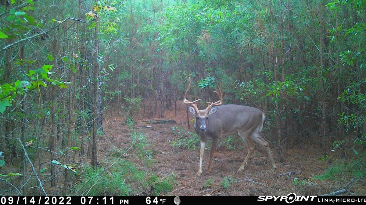 FullVelvet1's tweet photo. @BoogerBottom @RedArrowTV 
If they both show up, which on should I shoot? https://t.co/govUYMFfgK