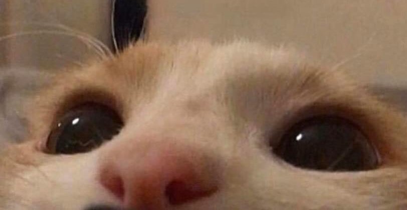KlNGOFTHERING's tweet photo. Hey everyone, sorry I haven't been online lately but I haven't been feeling great too much, had a rough week and it's been hectic
Thankfully, I'm doing better now but I'll be back probably sooner rather than later. I really missed being here + probably revisiting an old muse https://t.co/Xi7PJcQziY