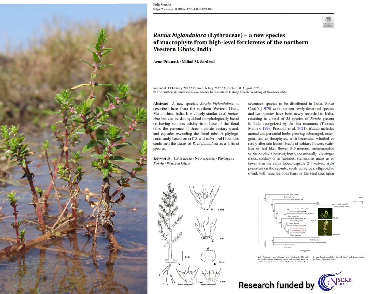 aprasanthr's tweet photo. Happy to share our publication on the discovery of new species (Rotala biglandulosa sp. nov.), an amphiphytic emergent macrophyte from high-level ferricretes or #lateritic of #westernghats. #sppu #mmslab
The study marks the first phylogenetic study of the genus.- threat 1/n https://t.co/B5LERzjpdr