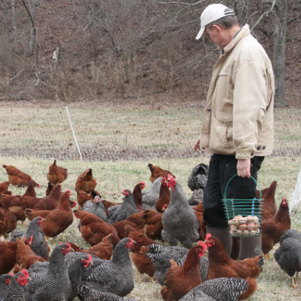 tnorganic's tweet photo. Guidance from Dr. Samantha Beaty (Tennessee State Veterinarian) and TDA regarding the confirmation of H5N1 Highly Pathogenic Avian Influenza (HPAI) in a flock of backyard poultry in western Tennessee. https://t.co/DDeXaOGf28 https://t.co/5ZaESpfAZd