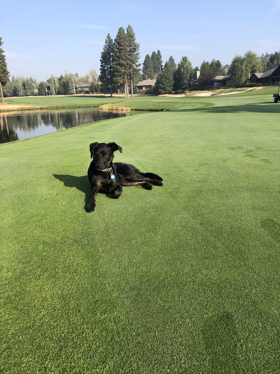 Someone is loving these fall mornings!! @dogsofturf