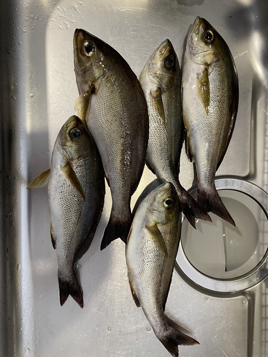 台風様の前に拝みに行きました
 #イサキ #カゴ釣り #磯釣り #海釣り #餌釣り #カタクチイワシ  #豆アジ  #アジ  #サバ   #釣り  #内房  #サーフ  #千葉県  #外房  #丸呑み  #南房  #千葉  #マゴチ  #ヒラメ  #ルアー  #泳がせ  #サビキ  #トリックサビキ  #投げ釣り  #ソルト