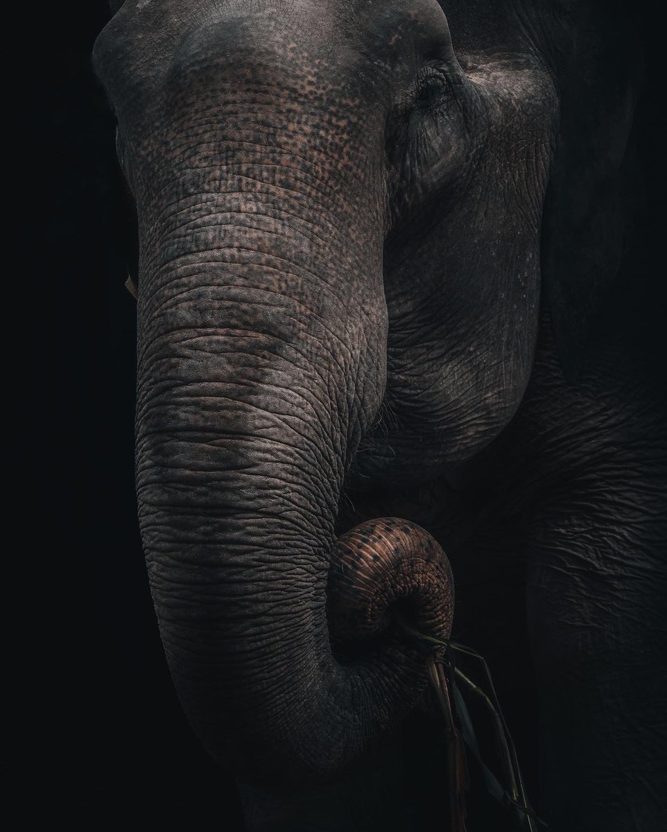 awaywithivan's tweet photo. Some portraits of those giants baby’s 🐘

I used #fujixt3 and #fuji100400lens 

 #chiangmailife #chiangmai #elephant🐘 #elephantlover #thailandnationalpark #wildlifephotography #natgeo https://t.co/rk0lGqHRo7