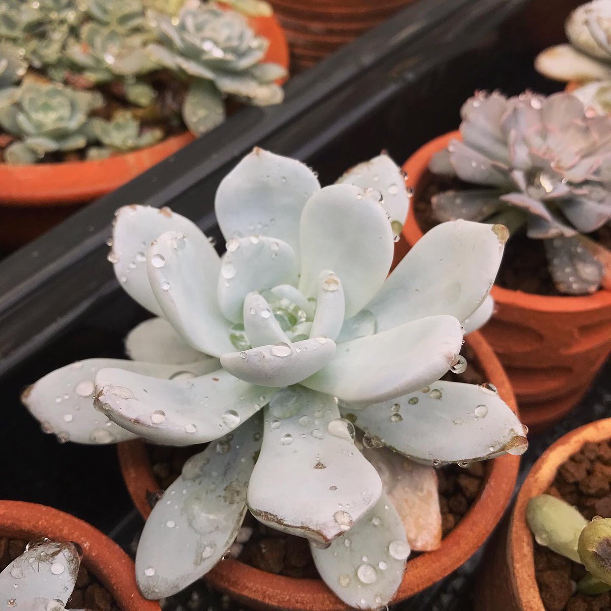 cactusingarden's tweet image. พาน้องอาบน้ำ ในรอบ 2อาทิตย์ 🌵🌸🤍💓 #เลาอ้าย #เด็บบี้ #echiveria #laui #graptoveria #debbie #แคคตัสในสวน #CactusInGarden #korat #cactus #succulents #แคคตัส #กุหลาบหิน #ไม้อวบน้ำ #กระบองเพชร