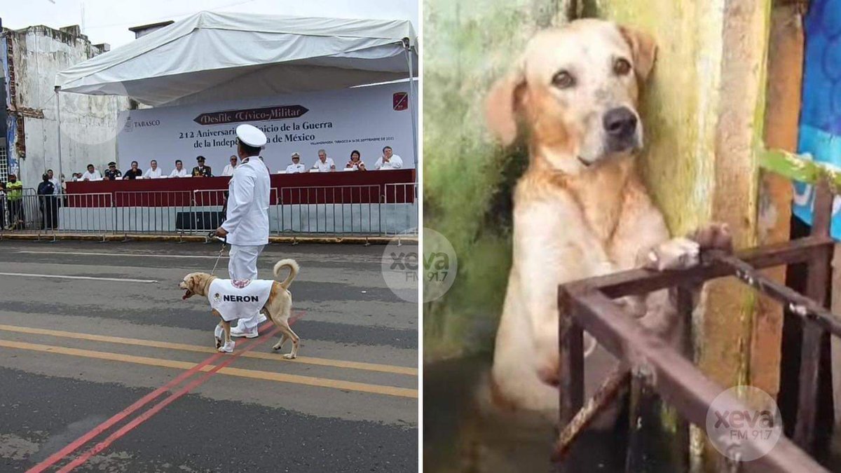 Sabueson's tweet photo. Desfila el afamado 'Nerón' el perrito rescatado en las inundaciones en #Villahermosa del 2020 y adoptado por la Secretaría de Marina
Lo reconocieron en el desfile ?
Héroes no humanos . https://t.co/WRmAQCYcxD