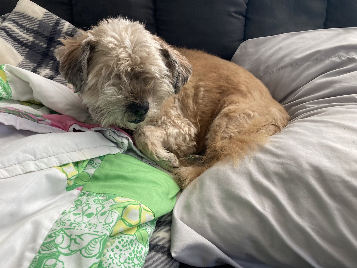 goodboygomer's tweet photo. Yesterday was my one year #adoptiversary! Mom and Dad are alright, I think I’ll keep them. Thank you @Muttville for helping me find my way home! https://t.co/S6hEuaxxzh