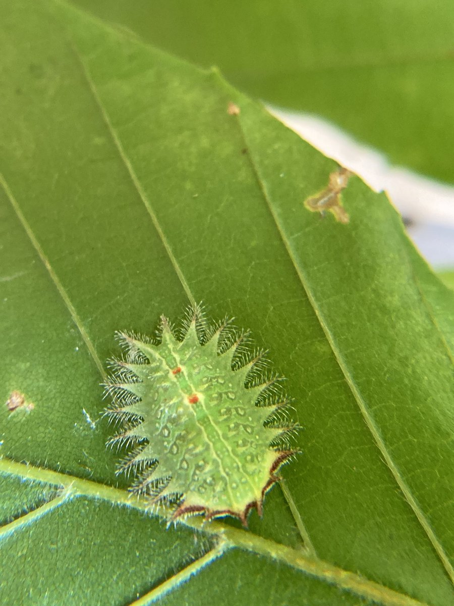 ANSgina's tweet photo. GreenKids brought the Caterpillar Road Show to Riverdale ES @PGCPS_RES ! Curios 3rd graders enjoyed every bit of it and had so many questions for the amazing GWU scientists. @pgcps @ANStweets @RESMrsMartinez https://t.co/CmHQQ0c3PI