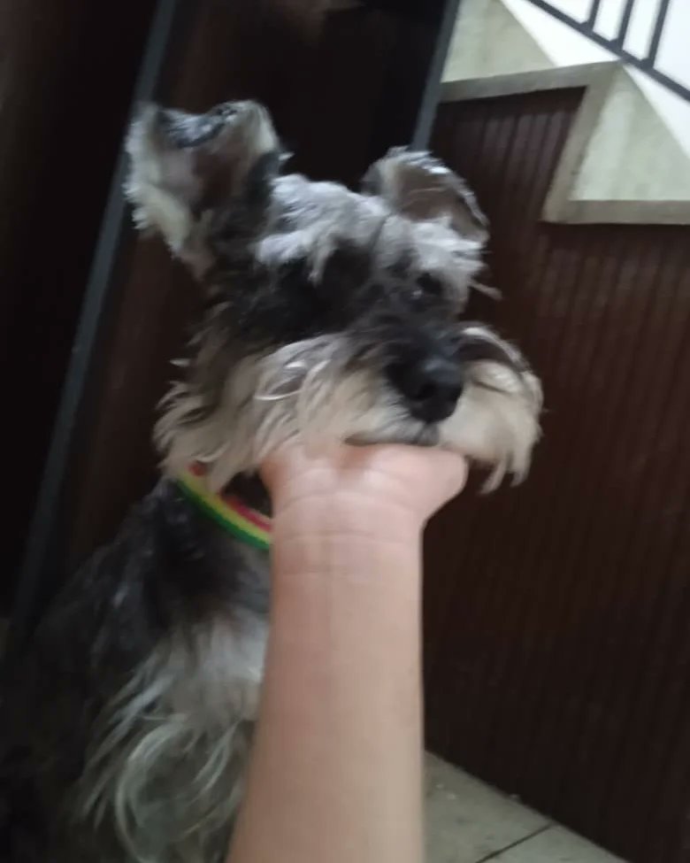 *Grey* Schnauzer perdido el miércoles 14 de Sept en la California Sur,lleva collar de colores.Si sabes de su paradero favor avisar a su familia,están muy tristes 04149394254 04242809329
 #extraviado #schnauzer #Caracas #LaCalifornia  #Difunde #PatitasBuscandoHogar