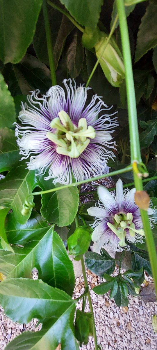 SaBriMMsb3's tweet photo. Walking by some pretty flowers in the Funk Zone in Santa Barbara, CA.
#FunkZone #SantaBarbara #prettyflowers #sabrinafairphotos #lotsofgreen #ilikepurple https://t.co/p5ENnF0hbS