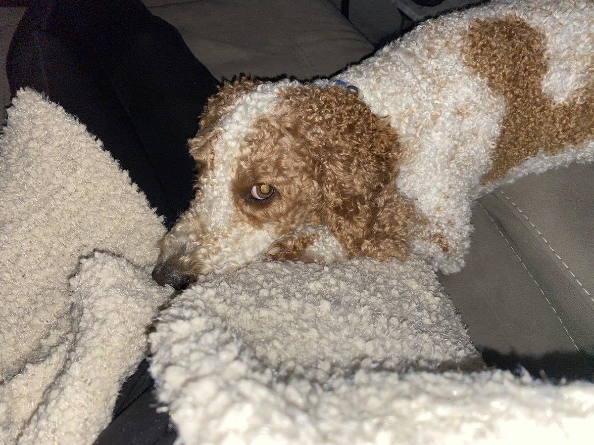 createurownart's tweet photo. She just realized her new fall sweater looks just like me 😂😂 #DogsofTwitter #style #wantstobeme https://t.co/pt8LNKtCd8
