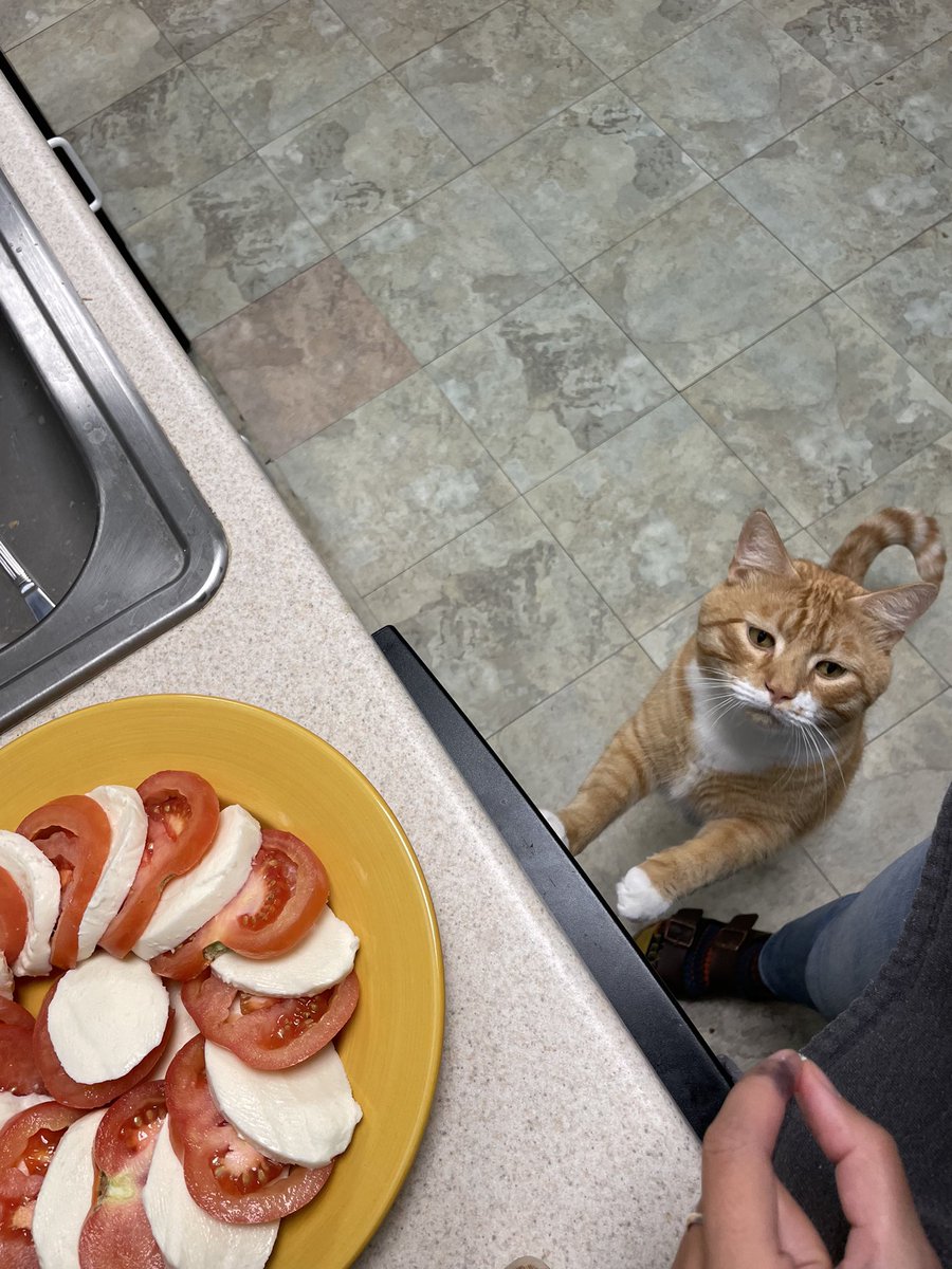 pweez step away ma’am food imspector here 🧐🐈 #CatsOnTwitter #CatsOfTwitter