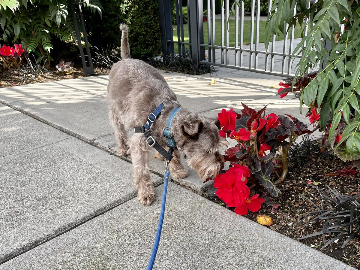 Stopping to smell the flowers (because another dog peed on them) ❤️💦🌺 #schnauzergang